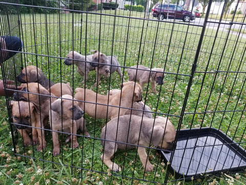 Tony / Cane Corso - Cleveland Ohio $1,500